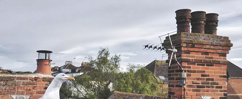 Chimney Cleaning And Restoration in Roseville, California